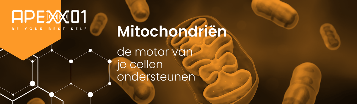 Mitochondriën: de motor van je cellen ondersteunen