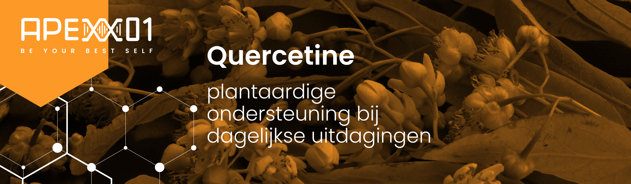 Header van blog Quercetine: plantaardige ondersteuning bij dagelijkse uitdagingen